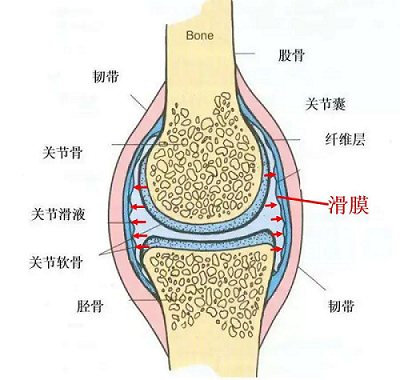 關(guān)節(jié)結(jié)構(gòu)